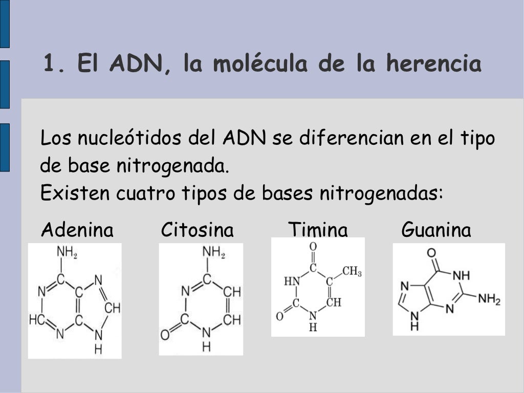 El ADN, la molécula de la herencia