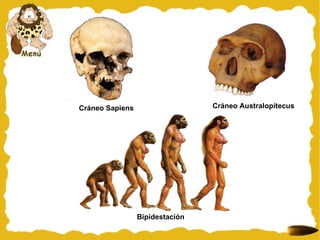 Cráneo Australopitecus Bipidestación  Cráneo Sapiens 