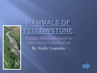 Popular Mammals found in
Yellowstone National Park
   By: Emily Cespedes
 