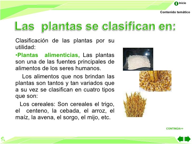 las partes de la planta las partes de la planta