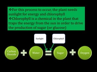 Enables plants to create their own foodSo how does it work?Plants  use the carbon dioxide we breathe out  and water to create sugars for food with a bi-product of oxygenFor this process to occur, the plant needs sunlight for energy and chlorophyll