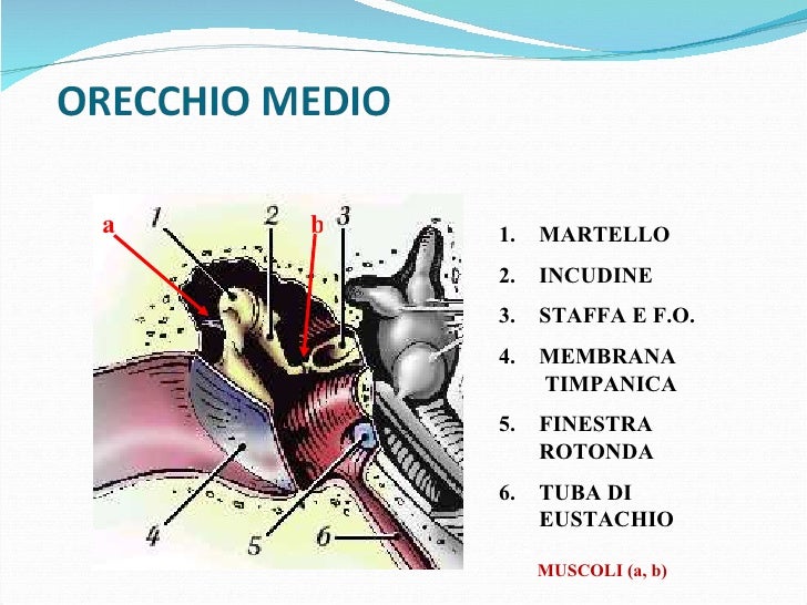Orecchio anatomia e fisiologia
