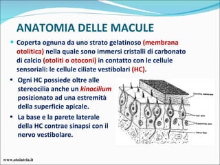 ANATOMIA DELLE MACULE Coperta ognuna da uno strato gelatinoso  (membrana otolitica)  nella quale sono immersi cristalli di carbonato di calcio  (otoliti o otoconi)  in contatto con le cellule sensoriali: le cellule ciliate vestibolari  (HC) .  Ogni HC possiede oltre alle stereocilia anche un  kinocilium  posizionato ad una estremità della superficie apicale. La base e la parete laterale della HC contrae sinapsi con il nervo vestibolare. www.otoiatria.it 