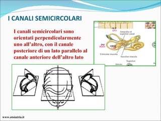 I CANALI SEMICIRCOLARI SUP ORIZ INF ANT POST LAT I canali semicircolari sono orientati perpendicolarmente uno all’altro, con il canale posteriore di un lato parallelo al canale anteriore dell’altro lato www.otoiatria.it 
