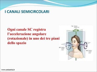 Ogni canale SC registra l’accelerazione angolare (rotazionale) in uno dei tre piani dello spazio  I CANALI SEMICIRCOLARI www.otoiatria.it 