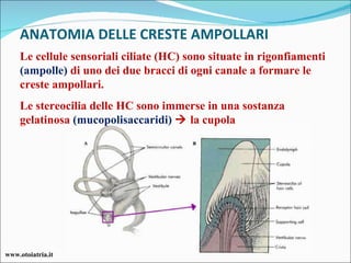 ANATOMIA DELLE CRESTE AMPOLLARI Le cellule sensoriali ciliate (HC) sono situate in rigonfiamenti  (ampolle)  di uno dei due bracci di ogni canale a formare le creste ampollari. Le stereocilia delle HC sono immerse in una sostanza gelatinosa  (mucopolisaccaridi)     la cupola www.otoiatria.it 