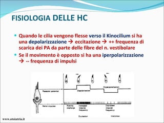 FISIOLOGIA  DELLE HC Quando le cilia vengono flesse  verso il Kinocilium  si ha una  depolarizzazione     eccitazione    ++ frequenza di scarica dei PA da parte delle fibre del n. vestibolare Se il movimento è opposto si ha una  iperpolarizzazione     -- frequenza di impulsi www.otoiatria.it 