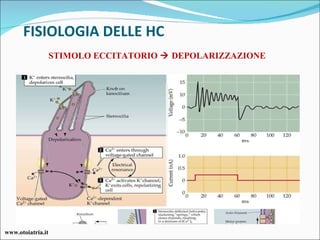 FISIOLOGIA DELLE HC STIMOLO ECCITATORIO    DEPOLARIZZAZIONE  www.otoiatria.it 