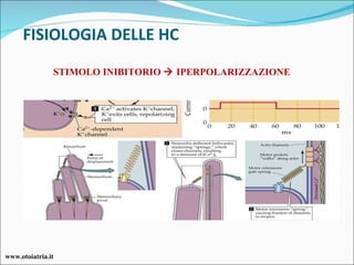 FISIOLOGIA DELLE HC STIMOLO INIBITORIO    IPERPOLARIZZAZIONE  www.otoiatria.it 