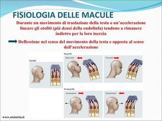 FISIOLOGIA DELLE MACULE Durante un movimento di traslazione della testa o un’accelerazione lineare gli otoliti (più densi della endolinfa) tendono a rimanere indietro per la loro inerzia Deflessione nel senso del movimento della testa e opposta al senso dell’accelerazione www.otoiatria.it 