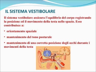 IL SISTEMA VESTIBOLARE Il sistema vestibolare assicura l’equilibrio del corpo registrando la posizione ed il movimento della testa nello spazio. Esso contribuisce a: orientamento spaziale mantenimento del tono posturale mantenimento di una corretta posizione degli occhi durante i movimenti della testa 