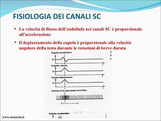 FISIOLOGIA DEI CANALI SC www.otoiatria.it La velocità di flusso dell’endolinfa nei canali SC è proporzionale all’accelerazione Il depiazzamento della cupola è proporzionale alla velocità angolare della testa durante le rotazioni di breve durata 
