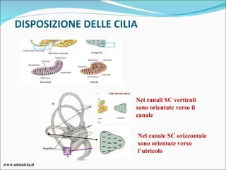 DISPOSIZIONE DELLE CILIA Nei canali SC verticali sono orientate verso il canale Nel canale SC orizzontale sono orientate verso l’utricolo www.otoiatria.it 