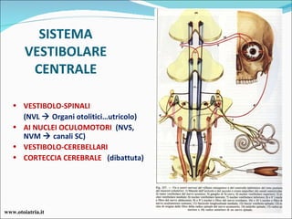 SISTEMA VESTIBOLARE CENTRALE VESTIBOLO-SPINALI  (NVL    Organi otolitici…utricolo) AI NUCLEI OCULOMOTORI  (NVS, NVM    canali SC) VESTIBOLO-CEREBELLARI  CORTECCIA CEREBRALE  (dibattuta) www.otoiatria.it 