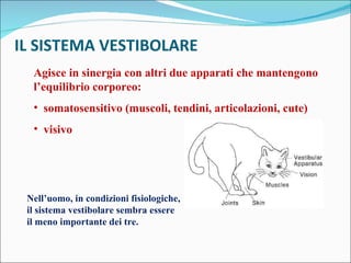 IL SISTEMA VESTIBOLARE Agisce in sinergia con altri due apparati che mantengono l’equilibrio corporeo: somatosensitivo (muscoli, tendini, articolazioni, cute) visivo Nell’uomo, in condizioni fisiologiche, il sistema vestibolare sembra essere il meno importante dei tre. 