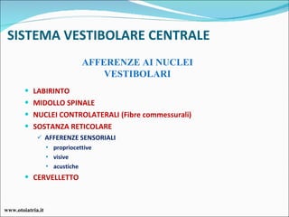 LABIRINTO MIDOLLO SPINALE NUCLEI CONTROLATERALI (Fibre commessurali) SOSTANZA RETICOLARE AFFERENZE SENSORIALI  propriocettive visive  acustiche CERVELLETTO SISTEMA VESTIBOLARE CENTRALE AFFERENZE AI NUCLEI VESTIBOLARI www.otoiatria.it 