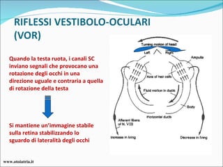 Quando la testa ruota, i canali SC inviano segnali che provocano una rotazione degli occhi in una direzione uguale e contraria a quella di rotazione della testa Si mantiene un’immagine stabile sulla retina stabilizzando lo sguardo di lateralità degli occhi www.otoiatria.it 
