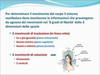 Per determinare il movimento del corpo il sistema vestibolare deve monitorare le informazioni che provengono da ognuno dei movimenti nei ‘6 gradi di libertà’ delle 3 dimensioni dello spazio  3 movimenti di traslazione (in linea retta) Su e giù (gravità)  (piano orizzontale) Destro-sinistra  (piano sagittale) Avanti e indietro  (piano frontale) 3 movimenti di rotazione Orizzontale 2 verticali PIANO SAGITTALE PIANO FRONTALE PIANO ORIZZONTALE 
