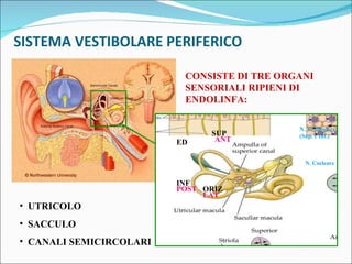 SISTEMA VESTIBOLARE PERIFERICO ED CONSISTE DI TRE ORGANI SENSORIALI RIPIENI DI ENDOLINFA: UTRICOLO SACCULO CANALI SEMICIRCOLARI SUP ORIZ INF ANT POST LAT N. Vestibolare (Sup. e Inf.) N. Cocleare 