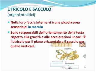 UTRICOLO E SACCULO (organi otolitici) Nella loro faccia interna vi è una piccola area sensoriale:  la macula Sono responsabili dell’orientamento della testa rispetto alla gravità e alle accelerazioni lineari    l’utricolo per il piano orizzontale e il sacculo per quello verticale 