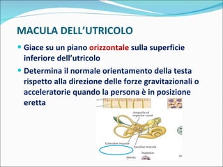 MACULA DELL’UTRICOLO Giace su un piano  orizzontale  sulla superficie inferiore dell’utricolo Determina il normale orientamento della testa rispetto alla direzione delle forze gravitazionali o acceleratorie quando la persona è in posizione eretta 