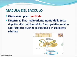 MACULA DEL SACCULO Giace su un piano  verticale Determina il normale orientamento della testa rispetto alla direzione delle forze gravitazionali o acceleratorie quando la persona è in posizione sdraiata www.otoiatria.it 