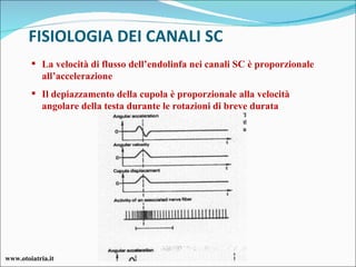 FISIOLOGIA DEI CANALI SC www.otoiatria.it <ul><li>La velocità di flusso dell’endolinfa nei canali SC è proporzionale all’a...