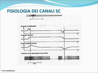 FISIOLOGIA DEI CANALI SC www.otoiatria.it 
