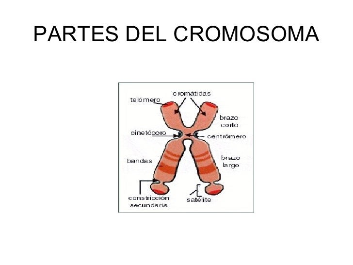 cromosomas