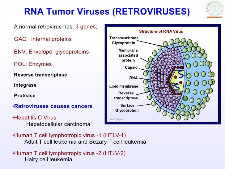 Virus and Cancer