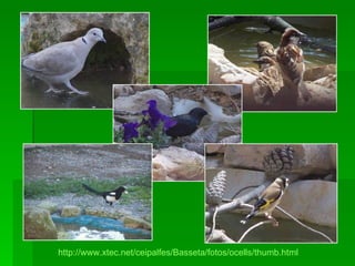 http://www.xtec.net/ceipalfes/Basseta/fotos/ocells/thumb.html 