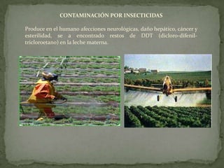 CONTAMINACIÓN POR INSECTICIDASProduce en el humano afecciones neurológicas, daño hepático, cáncer y esterilidad, se a encontrado restos de DDT (dicloro-difenil-tricloroetano) en la leche materna. 