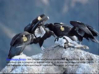 Ecosistemas aéreos : Son considerados como ecosistemas de transición dado que los individuos que lo integran no pueden estar en él de una manera permanente. Tienen que descender al suelo para buscar nutrientes, descansar, procrear, etc.  