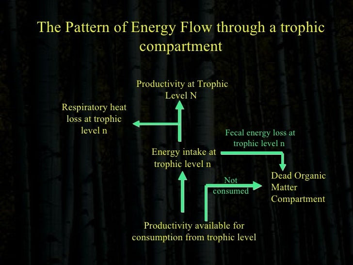 ecology detrivore diagram 