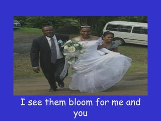 I see them bloom for me and you 