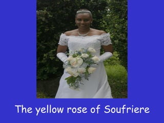 The yellow rose of Soufriere  