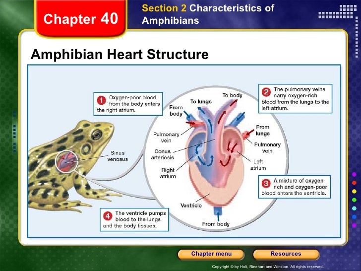 Biology Amphibians