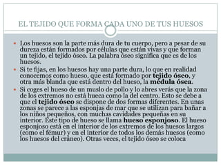 EL TEJIDO QUE FORMA CADA UNO DE TUS HUESOSLos huesos son la parte más dura de tu cuerpo, pero a pesar de su dureza están formados por células que están vivas y que forman un tejido, el tejido óseo. La palabra óseo significa que es de los huesos.Si te fijas, en los huesos hay una parte dura, lo que en realidad conocemos como hueso, que está formado por tejido óseo, y otra más blanda que está dentro del hueso, la médula ósea.Si coges el hueso de un muslo de pollo y lo abres verás que la zona de los extremos no está hueca como la del centro. Esto se debe a que el tejido óseo se dispone de dos formas diferentes. En unas zonas se parece a las esponjas de mar que se utilizan para bañar a los niños pequeños, con muchas cavidades pequeñas en su interior. Este tipo de hueso se llama hueso esponjoso. El hueso esponjoso está en el interior de los extremos de los huesos largos (como el fémur) y en el interior de todos los demás huesos (como los huesos del cráneo). Otras veces, el tejido óseo se coloca 
