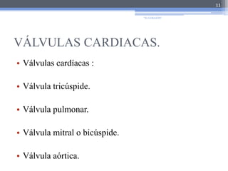 VÁLVULAS CARDIACAS.Válvulas cardíacas :Válvula tricúspide. Válvula pulmonar. Válvula mitral o bicúspide. Válvula aórtica. 11"EL CORAZÓN"
