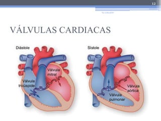 VÁLVULAS CARDIACAS12"EL CORAZÓN"