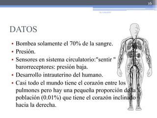 DATOSBombea solamente el 70% de la sangre.Presión.Sensores en sistema circulatorio:"sentir " barorreceptores: presión baja.Desarrollo intrauterino del humano.Casi todo el mundo tiene el corazón entre los pulmones pero hay una pequeña proporción de la población (0.01%) que tiene el corazón inclinado hacia la derecha. 16"EL CORAZÓN"