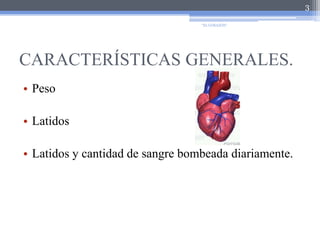 CARACTERÍSTICAS GENERALES.PesoLatidosLatidos y cantidad de sangre bombeada diariamente.3"EL CORAZÓN"