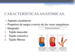 CARACTERÍSTICAS ANATÓMICAS.Aparato circulatorioPropulsor de sangre a través de los vasos sanguíneos.Integrado:Tejido muscularTejido conectivoTejido fibroso4"EL CORAZÓN"