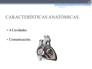 CARACTERÍSTICAS ANATÓMICAS.4 CavidadesComunicación.5"EL CORAZÓN"