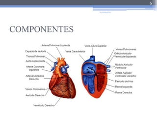 COMPONENTES 6"EL CORAZÓN"