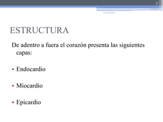 ESTRUCTURADe adentro a fuera el corazón presenta las siguientes capas:EndocardioMiocardioEpicardio7"EL CORAZÓN"