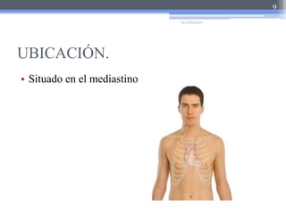UBICACIÓN.Situado en el mediastino9"EL CORAZÓN"
