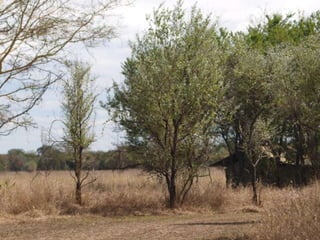 Virtual Mozambique Fam 