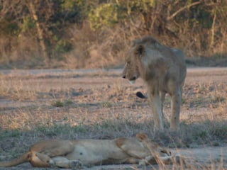 Virtual Mozambique Fam 