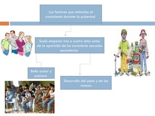 Los factores que estimulan el crecimiento durante la pubertad  Suele empezar tres o cuatro años antes de la aparición de los caracteres sexuales secundarios  Bello axilar y pubiano  Desarrollo del pene y de las mamas 